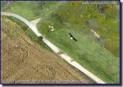 Aerial photograph of a Bald Eagle flying in Ohio